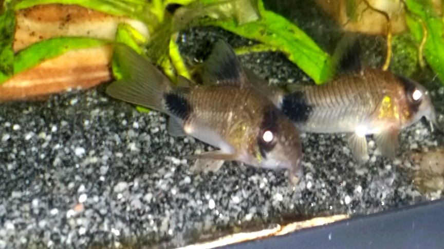 Panda Cory 2.jpg