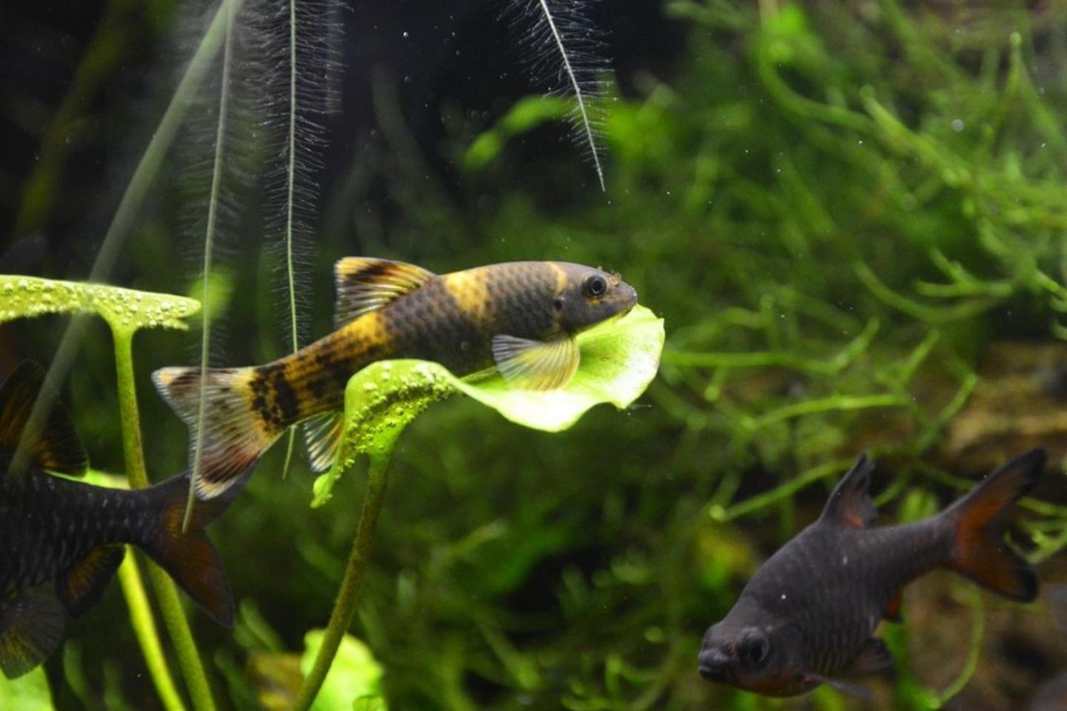 panda-garra-fish-hanging-on-leaves.jpg