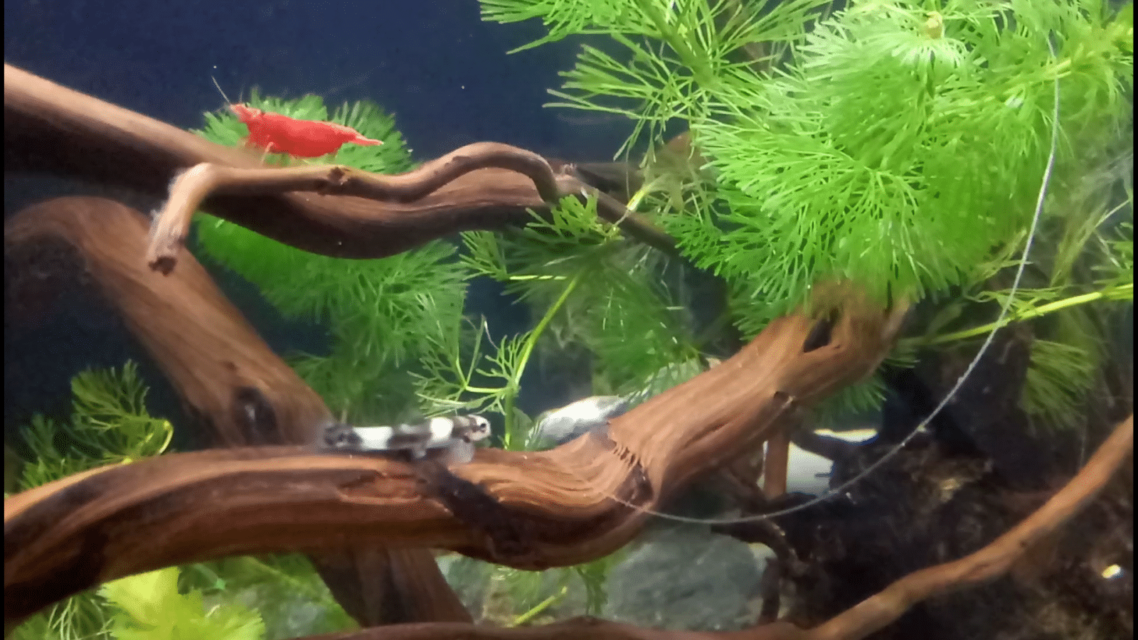 Panda loach.png