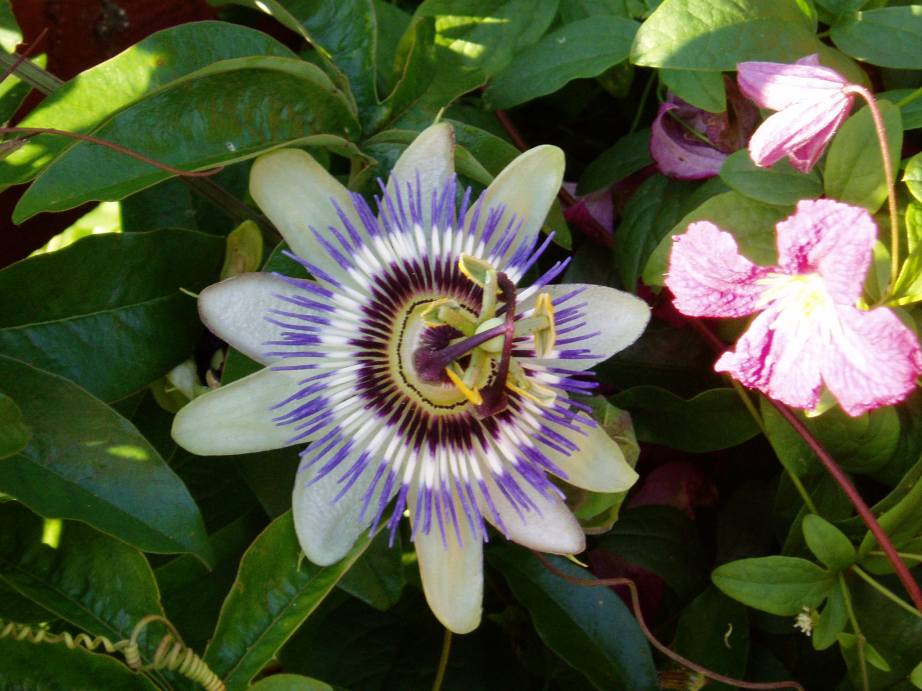 Passion_flower_2.jpg