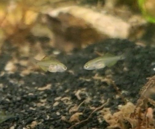 Peacock Gudgeon Fry [Gender N/A]