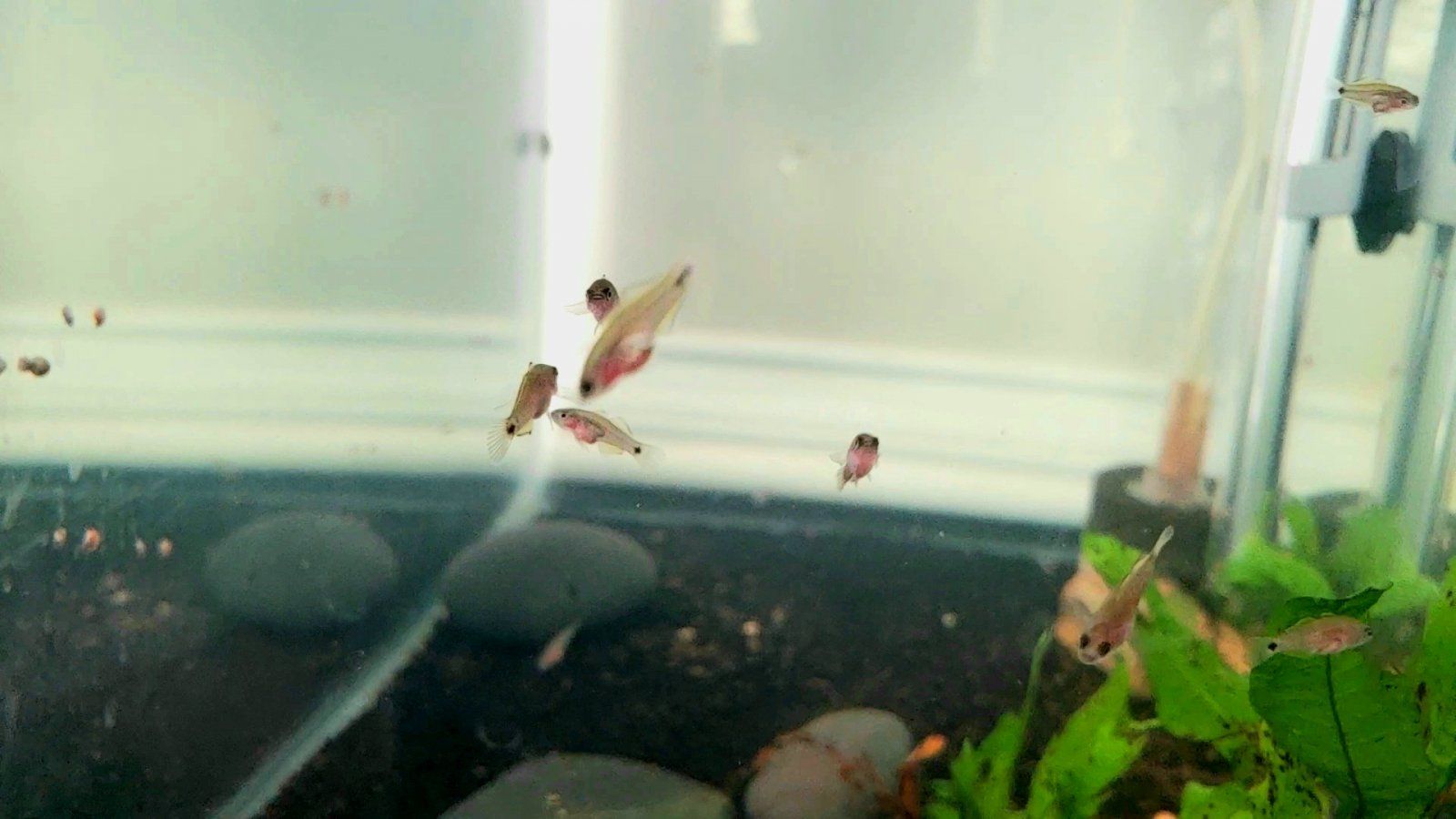 Peacock Gudgeon Fry [Gender N/A]