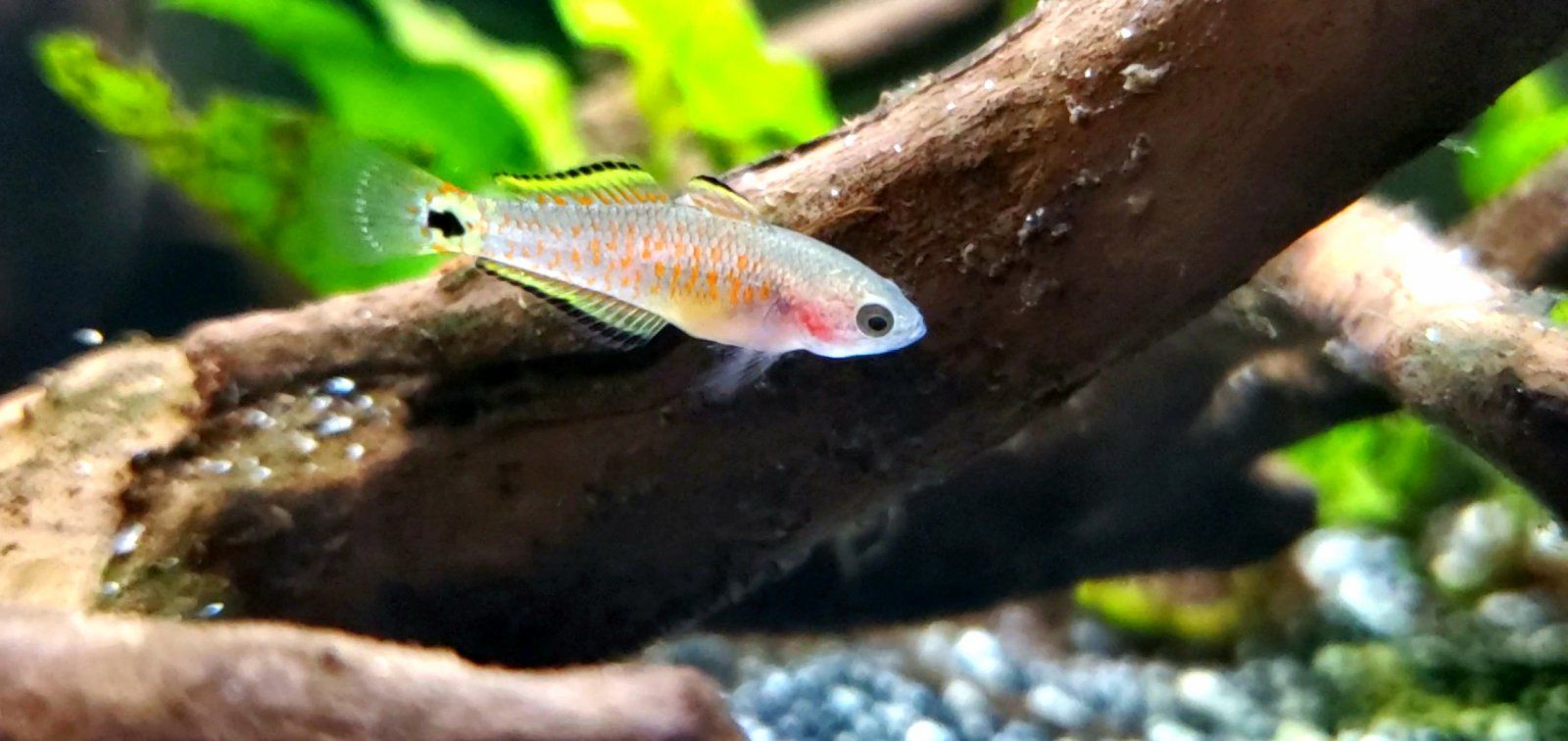 Peacock Gudgeon Fry|| Name: Cpt. Nemo