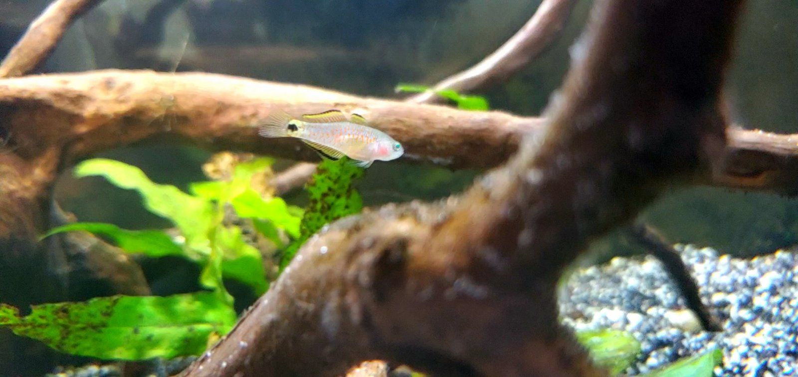 Peacock Gudgeon Fry|| Name: Cpt. Nemo