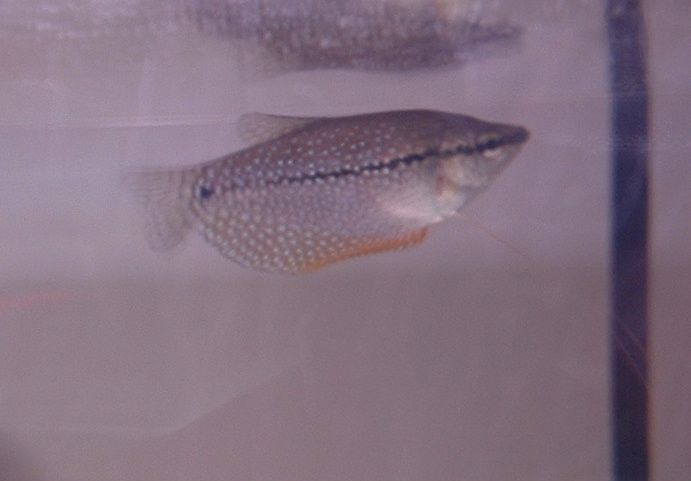 Peal_Gourami.JPG