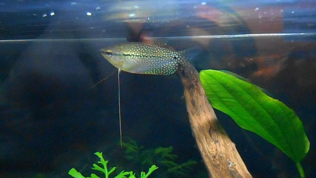 Pearl Gourami.jpg