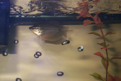 Pearl_Gourami.JPG