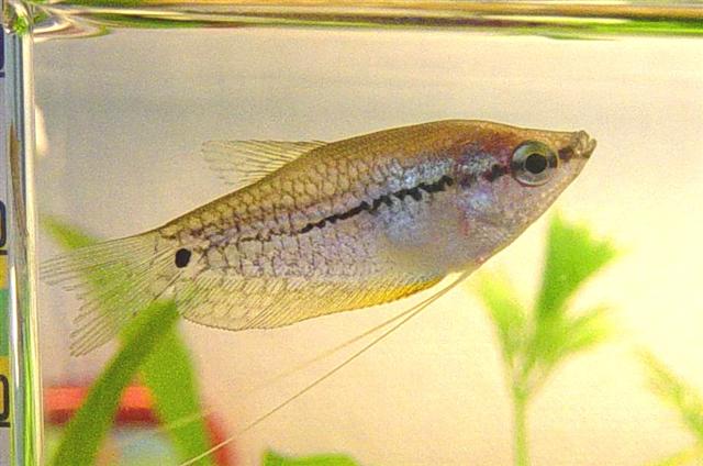 Pearl_Gourami_2__Small_.jpg