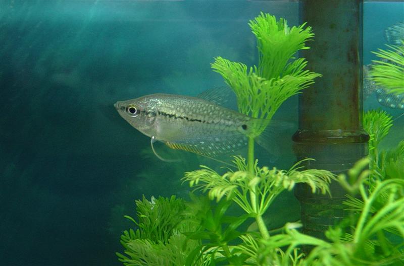 Pearl_Gourami_3__Medium_.jpg