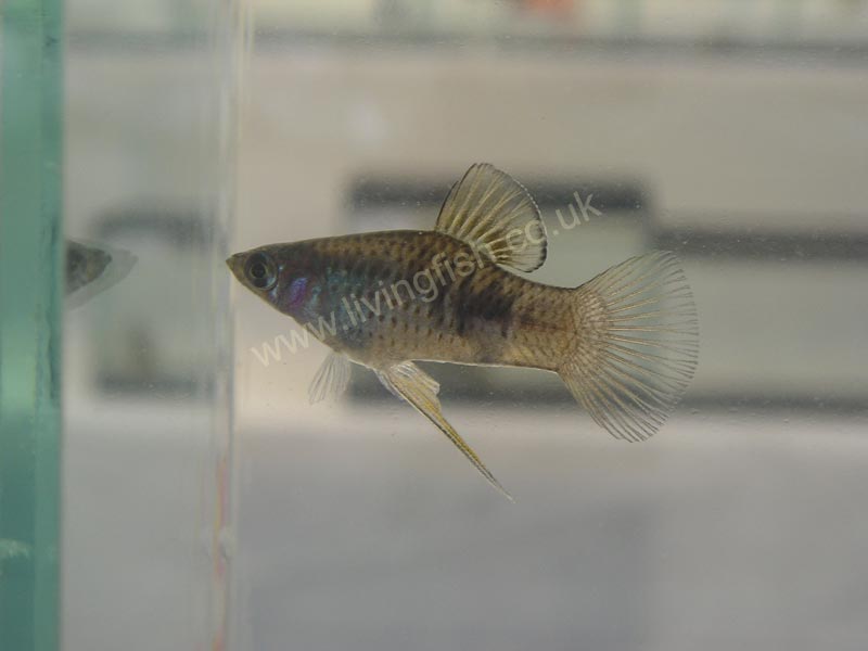 Phallichthys_fairweatheri.jpg