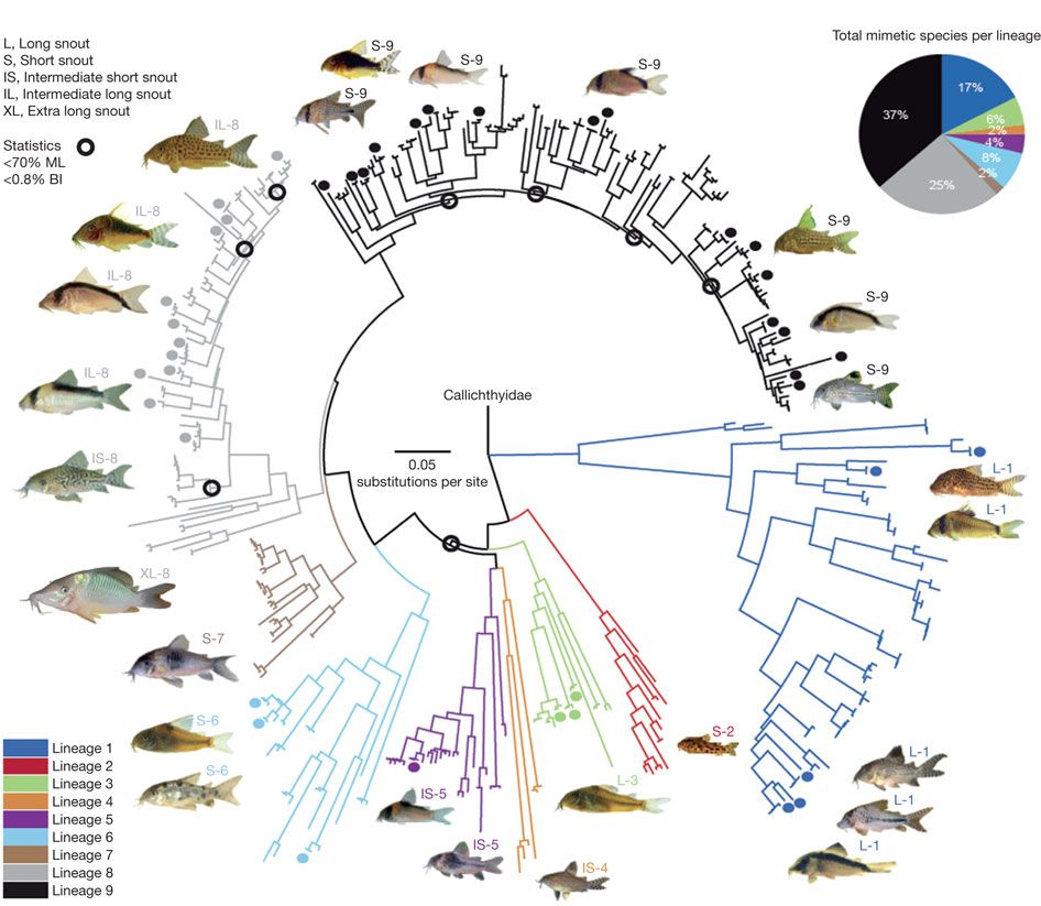 Phylogenetic relationships of Corydoradinae.jpg