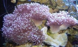 pic50_torchcoral.jpg