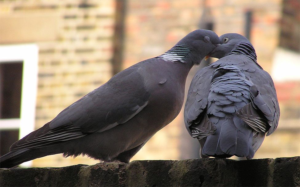 pigeonkiss.jpg