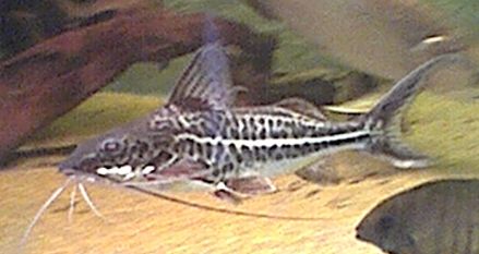 Pimelodus_albofasiatus.jpg