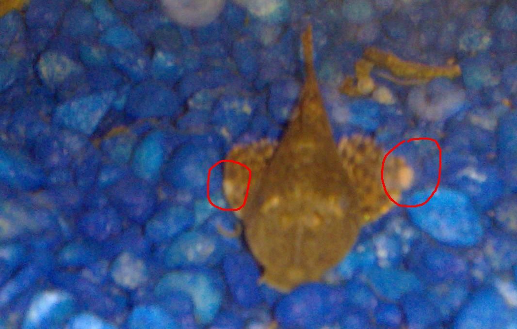 pimple_on_pleco.JPG