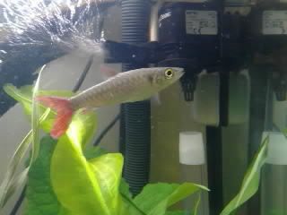 Pinktailedcharacin5.jpg