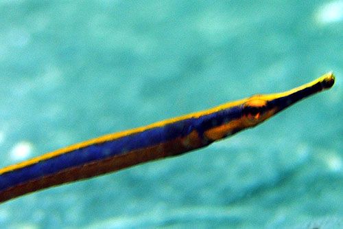 pipefish.jpg