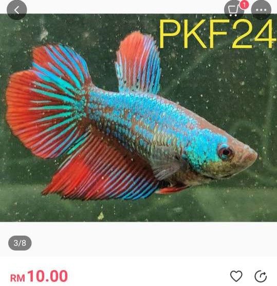 PKF24 female betta.JPEG