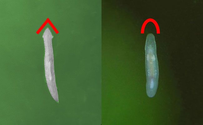 Planaria-rhabdocoela.jpg