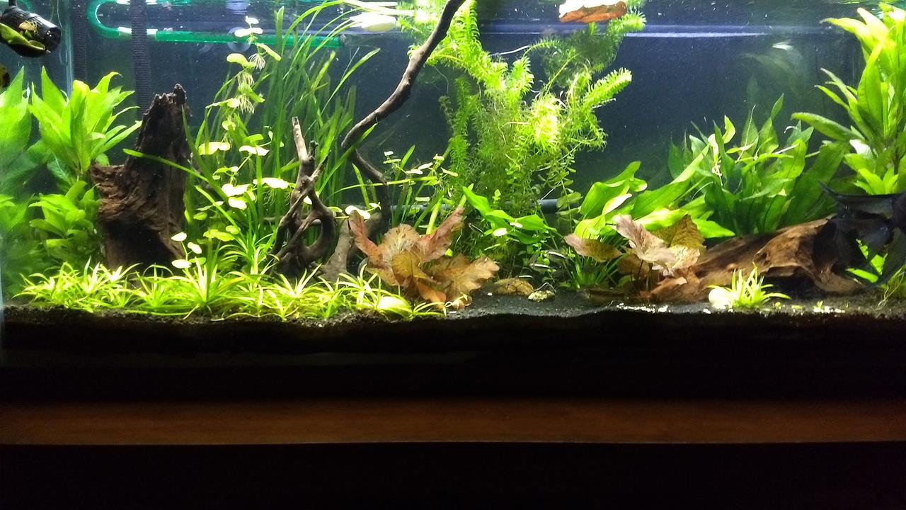 Planted 55g.jpg