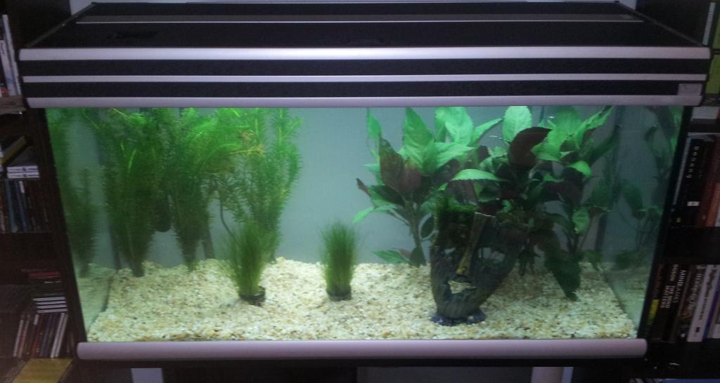 Planted Aquarium.jpg