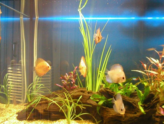 planted_discus_tank.jpg