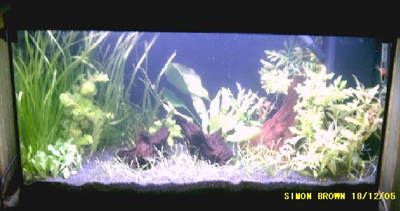 planted_tank_18th_dec_05.JPG