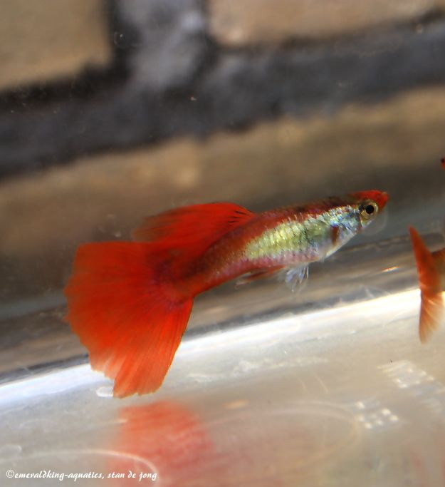 platinum koi guppy 049a.jpg