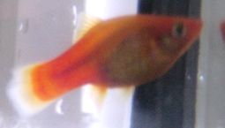 platy.jpg