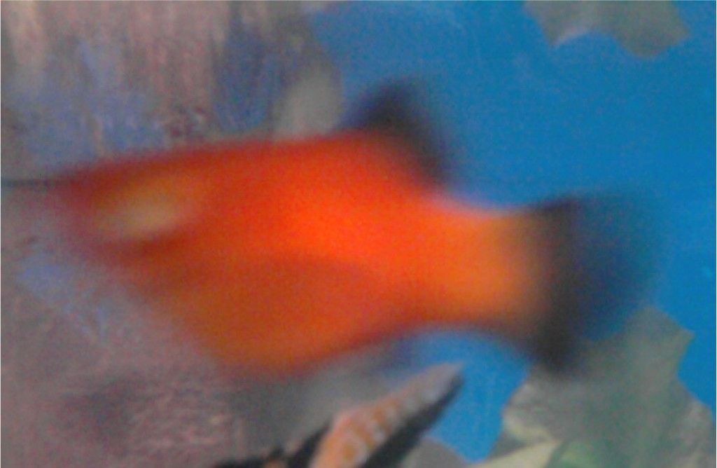 Platy.jpg