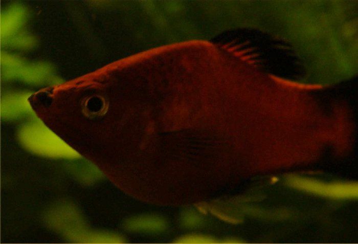 Platy.jpg