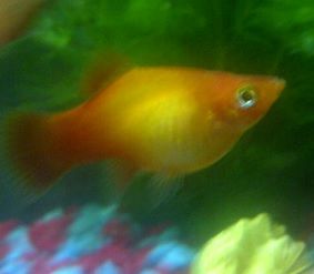 platy new.jpg