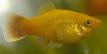 platy1.jpg