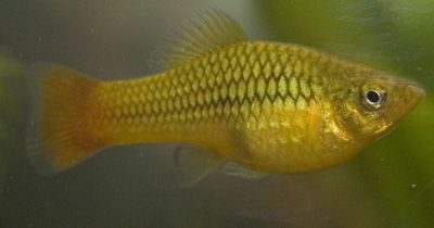 platy2.jpg