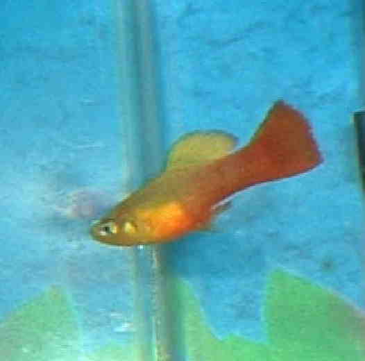 Platy2.jpg