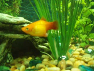 platy2006_Laurens_camera_005.jpg