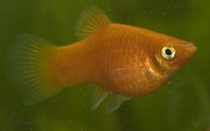 platy3.jpg