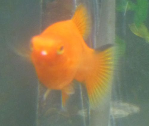 platy_1_resize.jpg