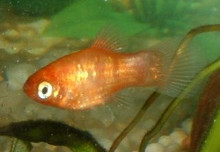 Platy_Fry2.JPG