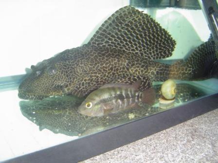 plec and ciclid.jpg