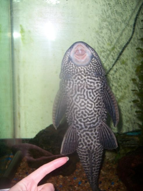 plec.JPG