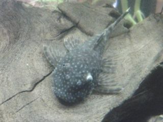 pleco eye 2.jpg