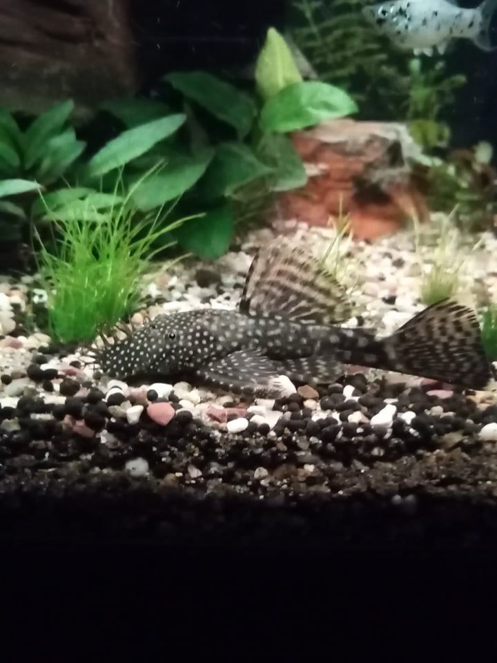 pleco.jpg