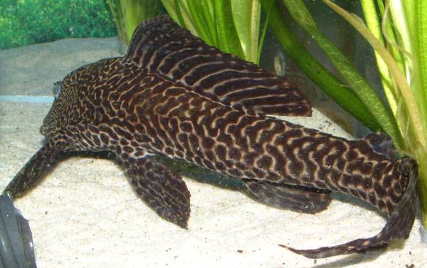 pleco.jpg