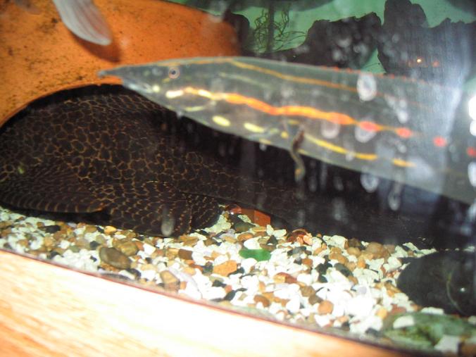 pleco.JPG