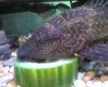 Pleco.jpg