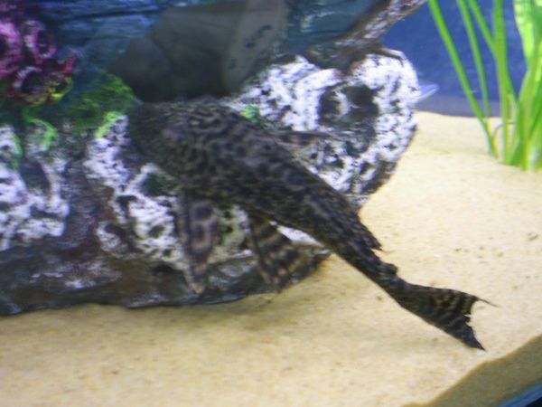 pleco.jpg