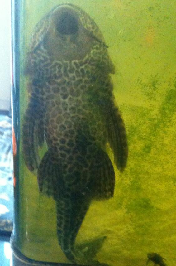 pleco.JPG