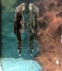 pleco.jpg