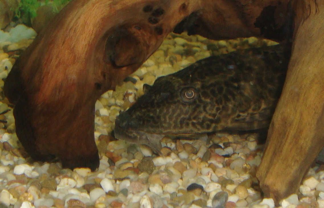 Pleco nose 1.jpg